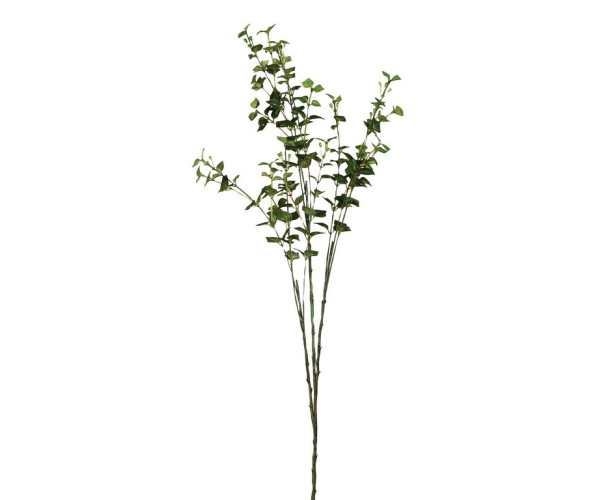 Κλαδί Πρασινάδα 80cm