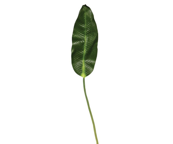 Φύλλο Μπανανίας 100cm